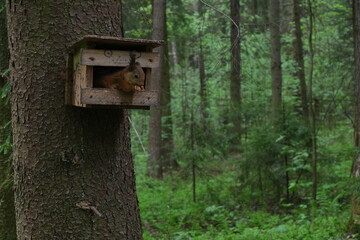 wild squirrel sitting in the birdhouse and eating nuts