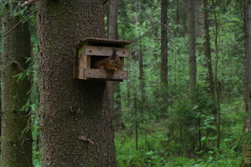 wild squirrel sitting in the birdhouse and eating nuts