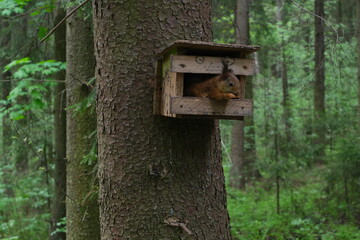 wild squirrel sitting in the birdhouse and eating nuts