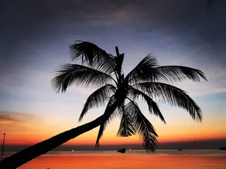 Türaufkleber palm tree Koh tao © Anton