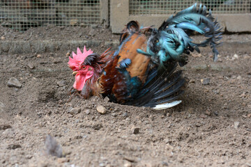 rooster or domestic chicken having a dust bath to keep healthy, side view taken in shallow depth of...