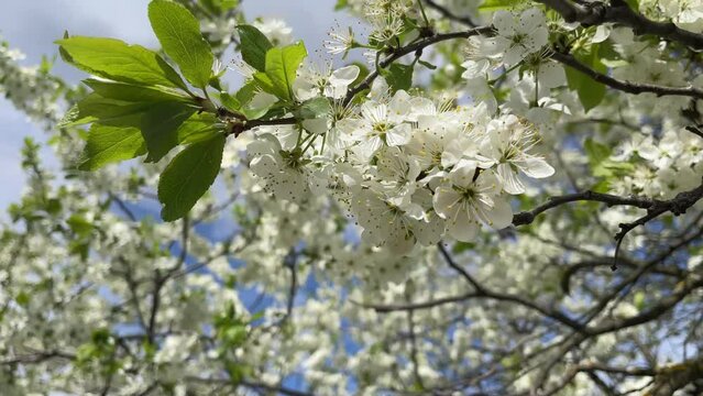 blossoming cherry or apple tree against the blue sky, spring blossom
