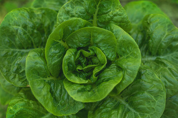 Aerial close-up of a lettuce in an ecological garden with natural and soft light