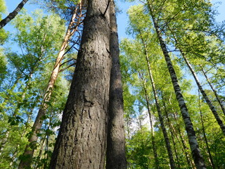 trees in the forest