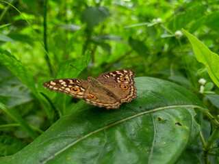 butterfly on a leaf