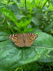 butterfly on leaf