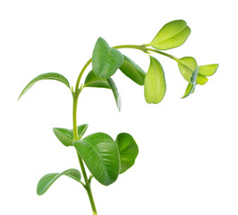 Boxwood branch isolated on white background. Green boxwood sprig. Buxus with clipping path.