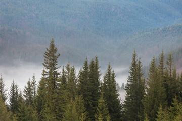 Foggy clouds fell below the level of the trees during the rain in the mountains