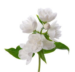 Obraz premium Jasmine flower, isolated on white background. Branch of white terry jasmine flowers.