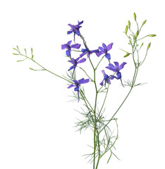 Obraz premium Delphinium grandiflorum flower, isolated on white background. Blue larkspur flowers.