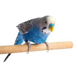 Blue budgie isolated on white background. Budgerigars bird or wavy parrot.