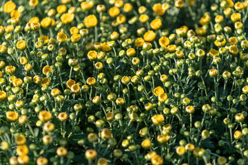 Sweet chrysanthemums blooming in garden