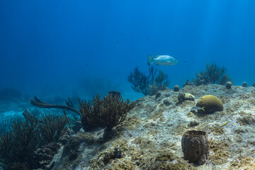 Seascape with various fish, coral, and sponge in the coral reef of the Caribbean Sea, Curacao