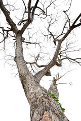 Twigs of a dead tree isolated on a white background, clipping path