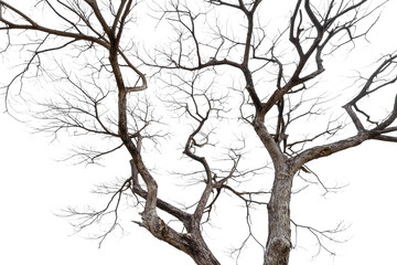 Twigs of a dead tree isolated on a white background, clipping path