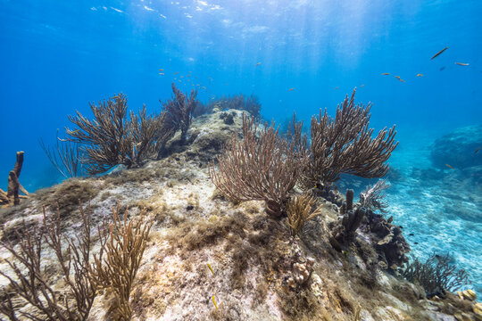 Seascape with various fish, coral, and sponge in the coral reef of the Caribbean Sea, Curacao