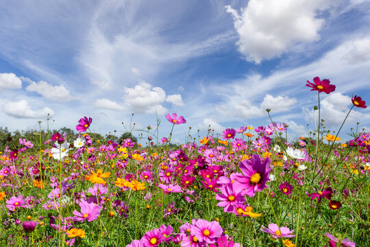 Beautiful in spring fields and the plant of cosmos flowers at Boonrawd farm on a sunny day, Chiang Rai, Thailand.