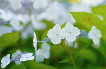 紫陽花