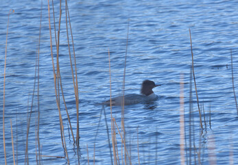 mergansers swimming on the lake
