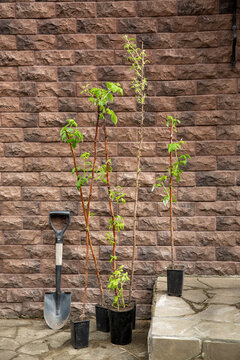 Raspberry Seedlings Against Brick Wall. Raspberry Plant In Black Flower Pot, Ready For Planting. Gardening Concept.