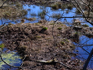 Landschaft im Frühling im Pietz Moor in der Lüneburger Heide, Schneverdingen, Niedersachsen