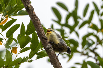 Eurasian Blue Tit perched on a tree branch