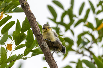 Eurasian Blue Tit perched on a tree branch