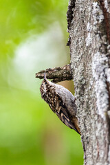 Short-toed Treecreeper perched along a tree trunk