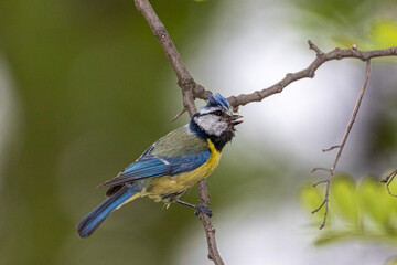 Eurasian Blue Tit perched on a tree branch