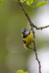 Eurasian Blue Tit perched on a tree branch