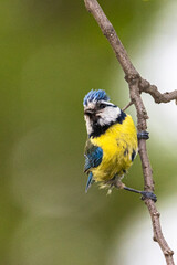 Eurasian Blue Tit perched on a tree branch