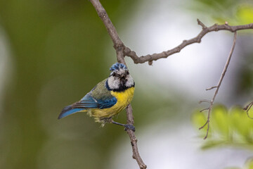 Eurasian Blue Tit perched on a tree branch
