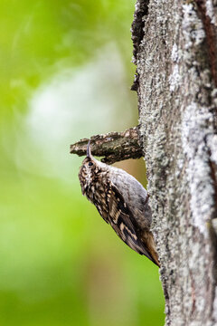 Short-toed Treecreeper perched along a tree trunk