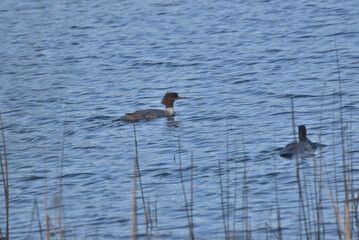 mergansers swimming on the lake