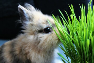 lovely rabbits 
