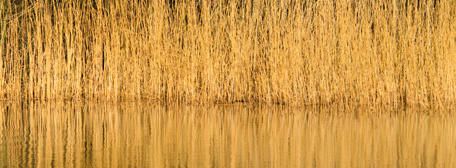 Fototapeta premium Background reed beds with reflection in golden light
