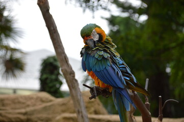 colorful parrot