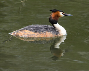 Crest grebe with reflection on Green back ground ,