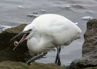 Little Egret Fishing, with small fry
