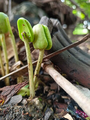 sprout growing in the ground