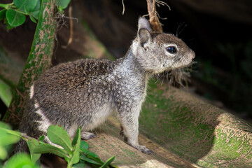 Fototapeta premium Baby Squirrel