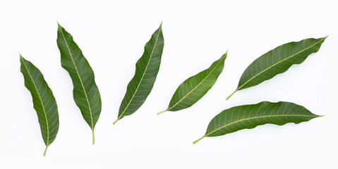 Mango leaves on white background.