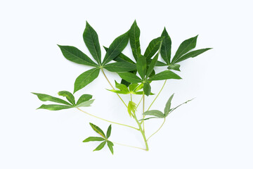 Cassava leaves on white background.