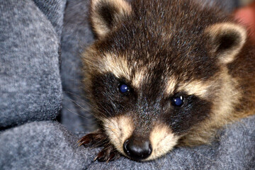 Junger Waschbär in Menschenhand