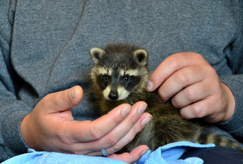 Junger Waschbär in Menschenhand