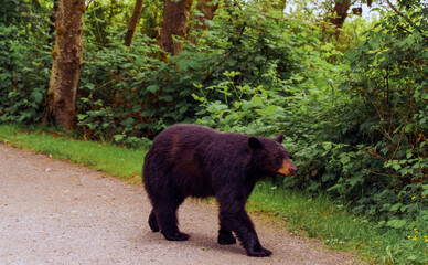 Black bear seen at a Burnaby, BC,  public park.