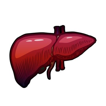 recommend clip art: Liver vector illustration isolated on white background