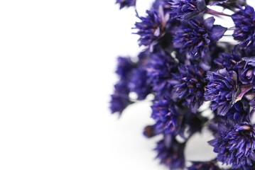 Fleurs s&eacute;ch&eacute;es