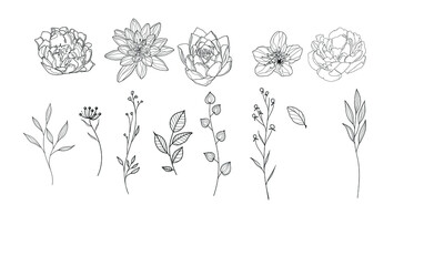 vector illustration line style beautiful flowers and plants on white background decorating and adding details