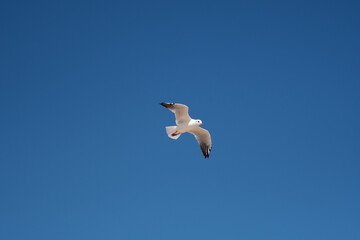 A seagull flying in the blue sky in summer.